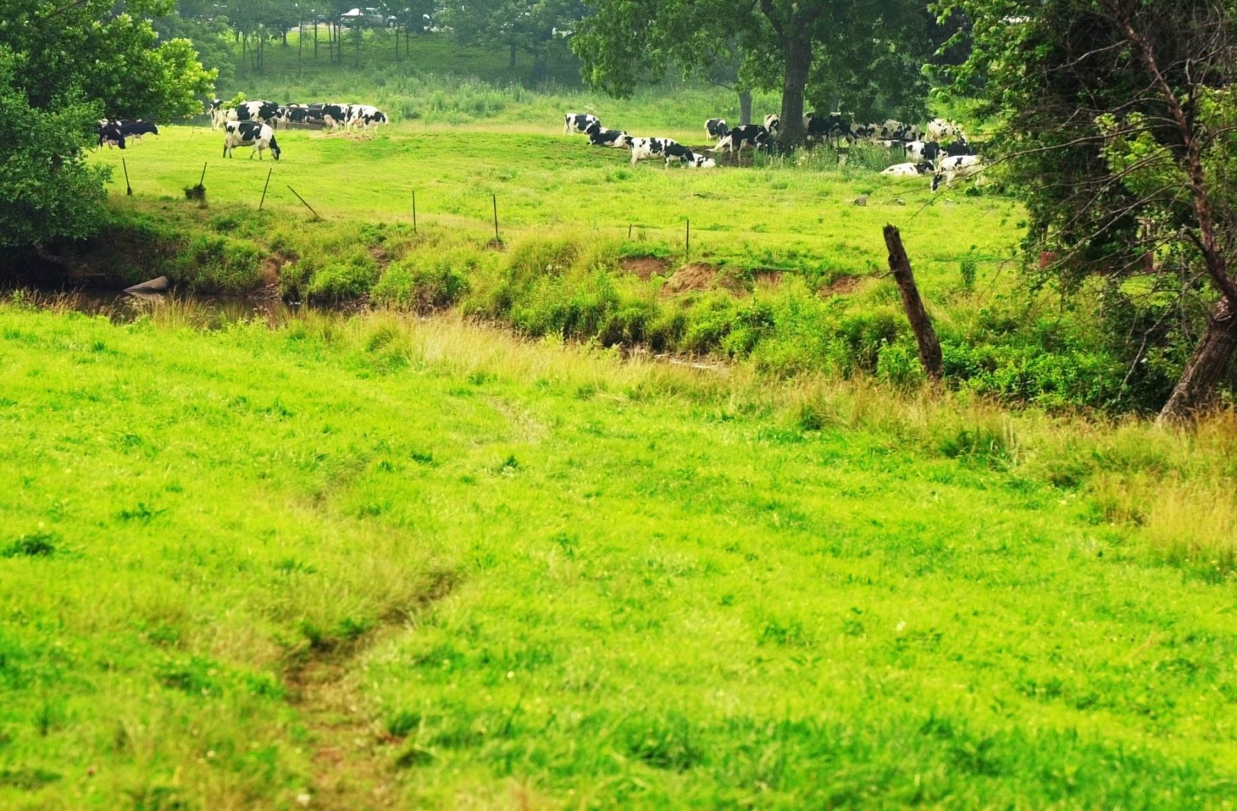 SWAN DAIRY 08